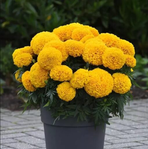 marigold marvel flower seeds