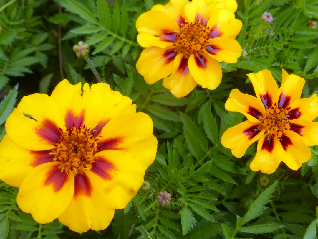 Yellow Red Dainty Marietta Marigold Seeds – Heirloom, Non-GMO, High Germination Seeds