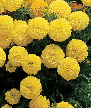 marigold inca flower seeds