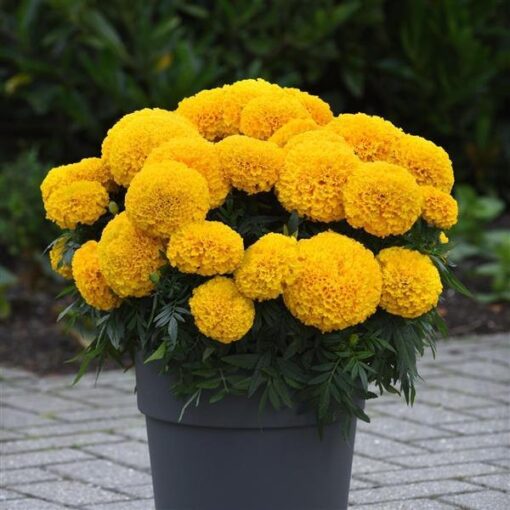 yellow marigold flower seeds