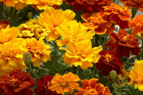 french marigold flower seeds