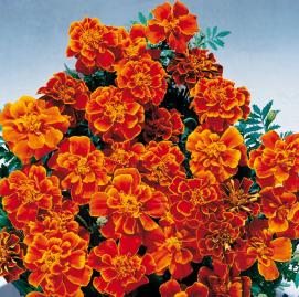 marigoldsafariscarletheirloomnongmohighgerminationorganicgarden flower seeds