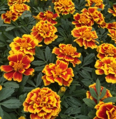 yellow french flower seeds