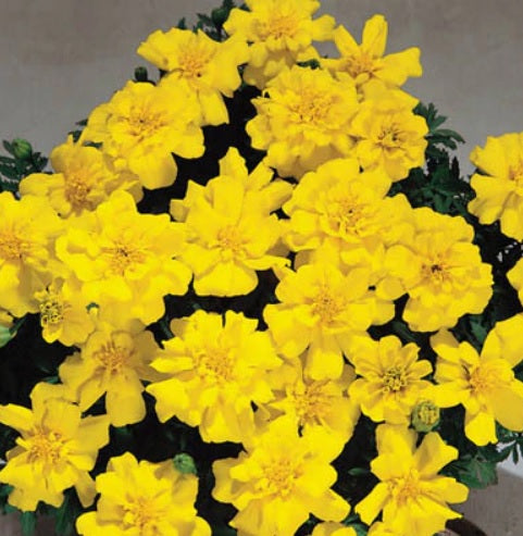 frenchmarigoldsafariyellowimportedheirloomnongmohighgerminationorganicgarden flower seeds