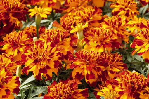 marigoldsafaribolerofrenchimportedheirloomnongmohighgerminationorganicgarden flower seeds