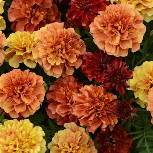 marigold strawberry flower seeds