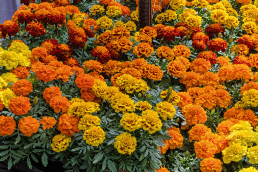 frenchmarigoldsuperheromaxiofimportedheirloomnongmohighgerminationorganicgarden flower seeds
