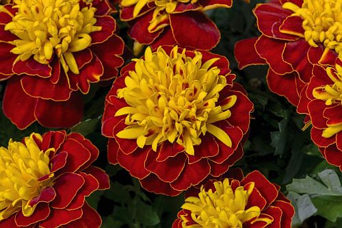 french marigold flower seeds
