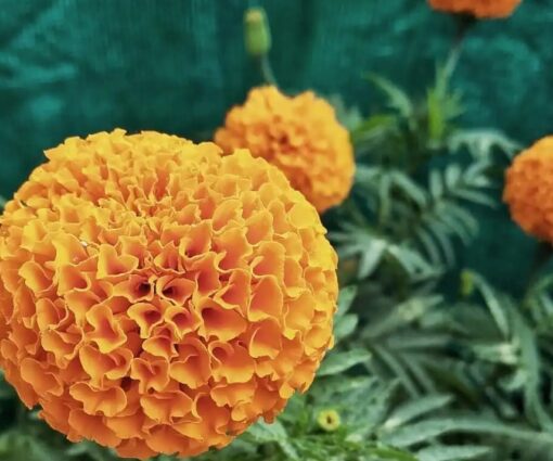 marigold taishan flower seeds