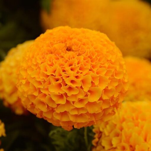 marigoldtaishanorangedoubleimportedheirloomnongmohighgerminationorganicgarden flower seeds