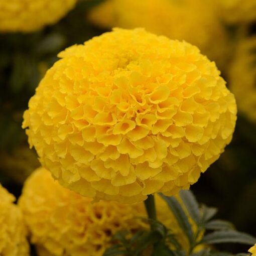 marigoldtaishanyellowdoubleimportedheirloomnongmohighgerminationorganicgarden flower seeds