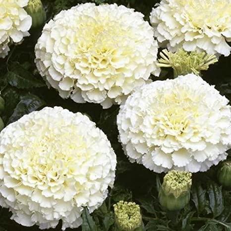 white marigold flower seeds