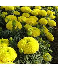 yellow marigold flower seeds