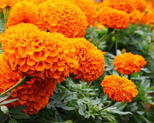 orange marigold flower seeds