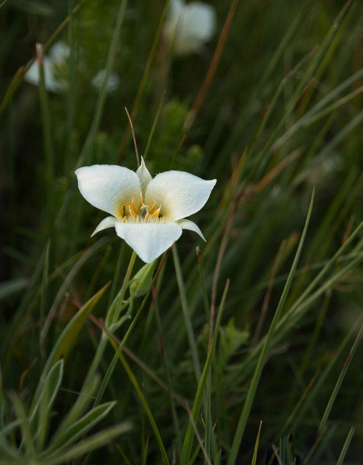 White Calochortus Flower Seeds – Heirloom, Non-GMO, High Germination Seeds for Planting