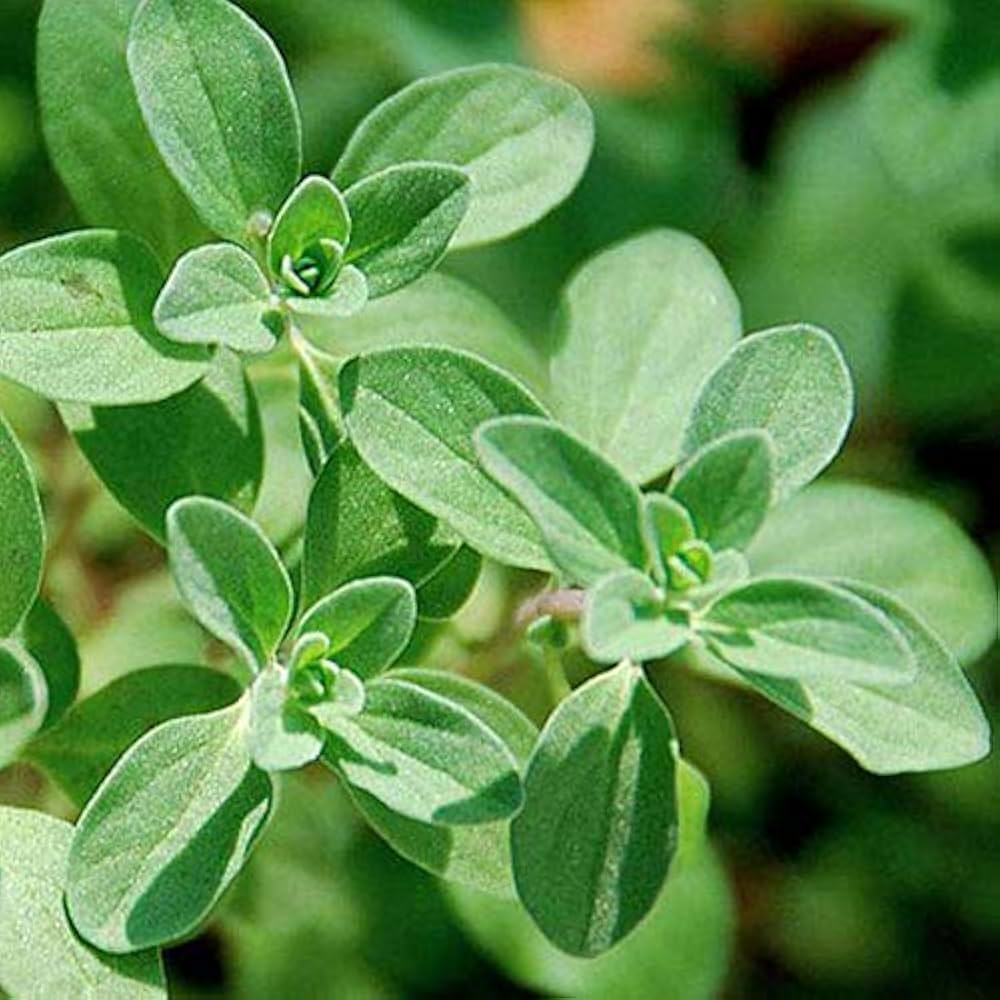 Marjoram Herb herb seeds