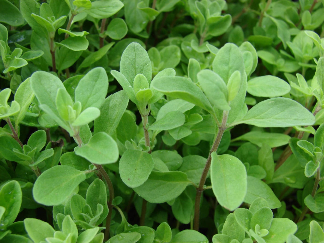 Marjoram For herb seeds