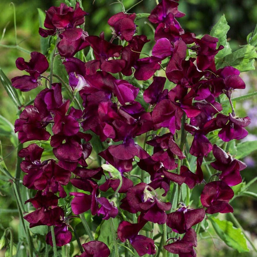 red maroon flower seeds
