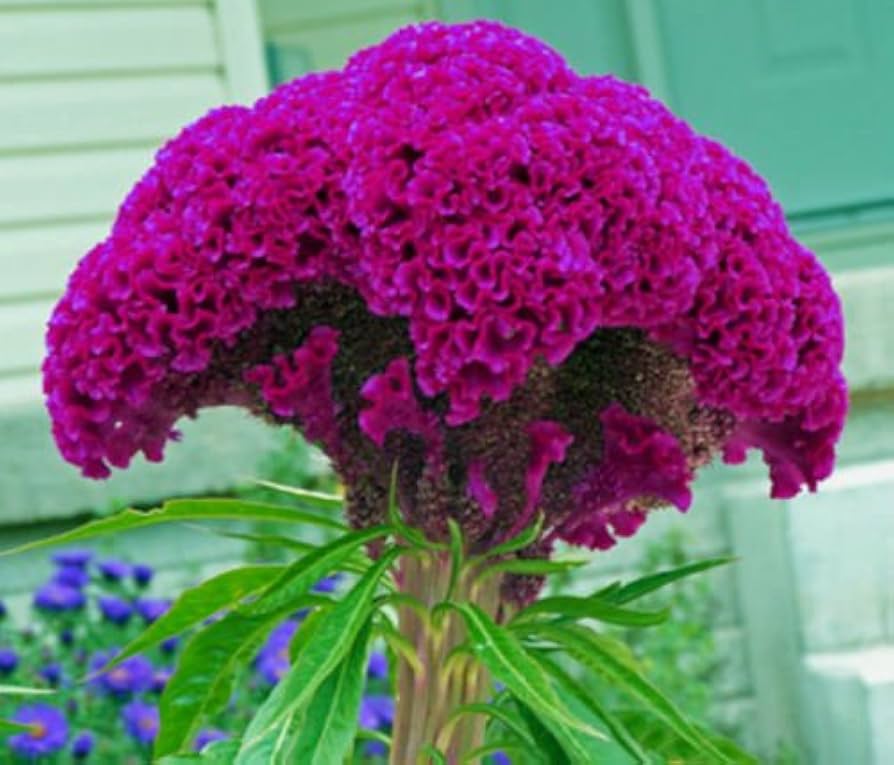purple massive flower seeds