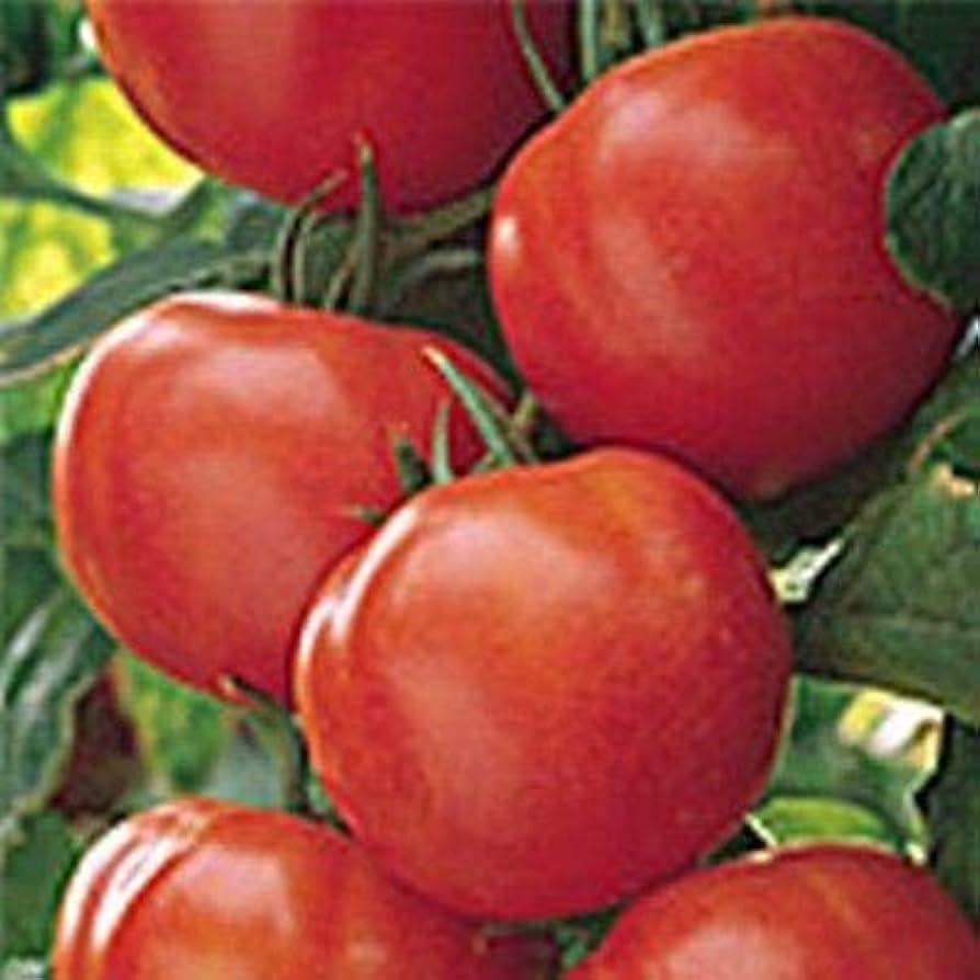 Matina Tomato herb seeds