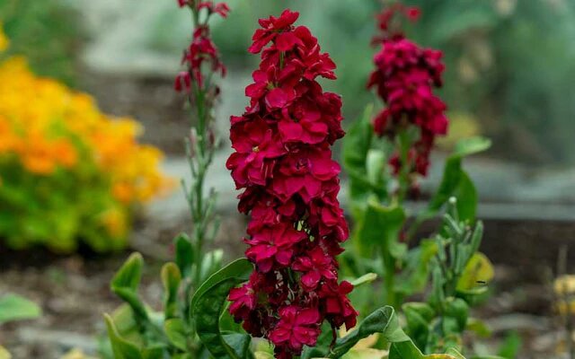 Matthiola Incana Flower Seeds Red – Heirloom, Non-GMO, High Germination Seeds