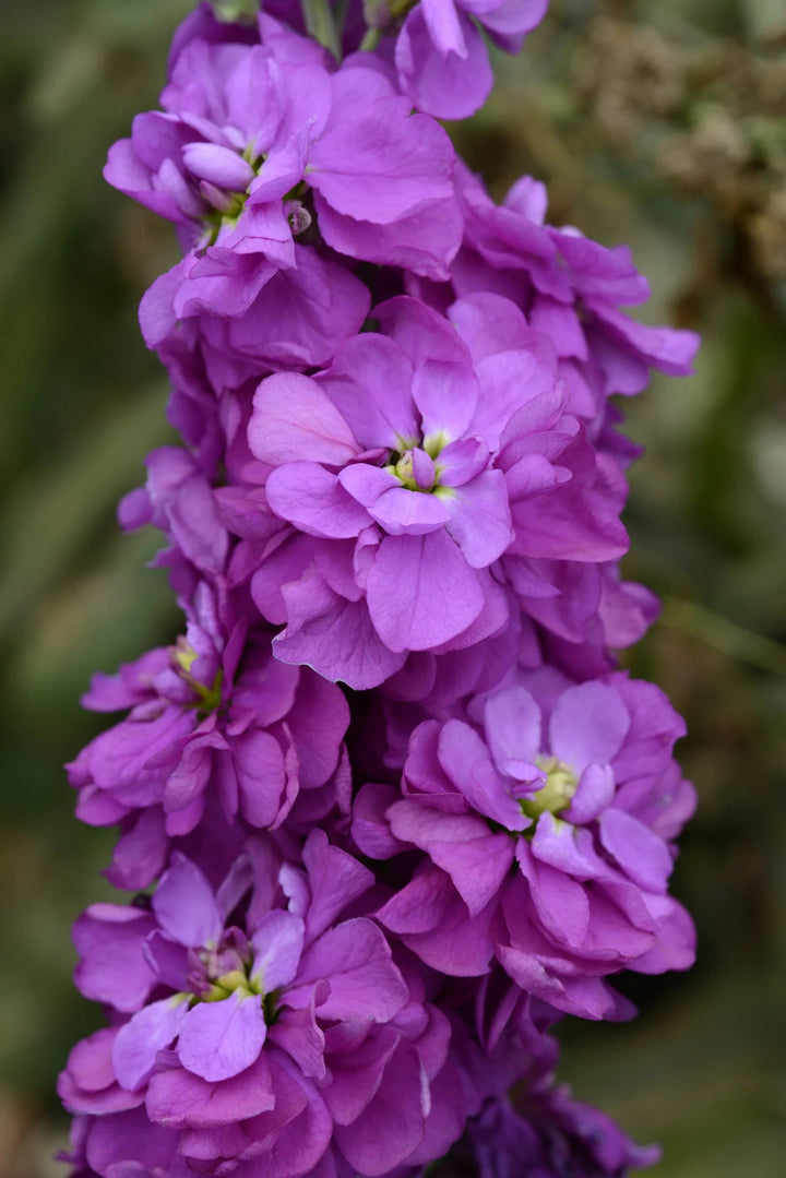 Violet Matthiola Flower Seeds – Heirloom Non-GMO High Germination Seeds