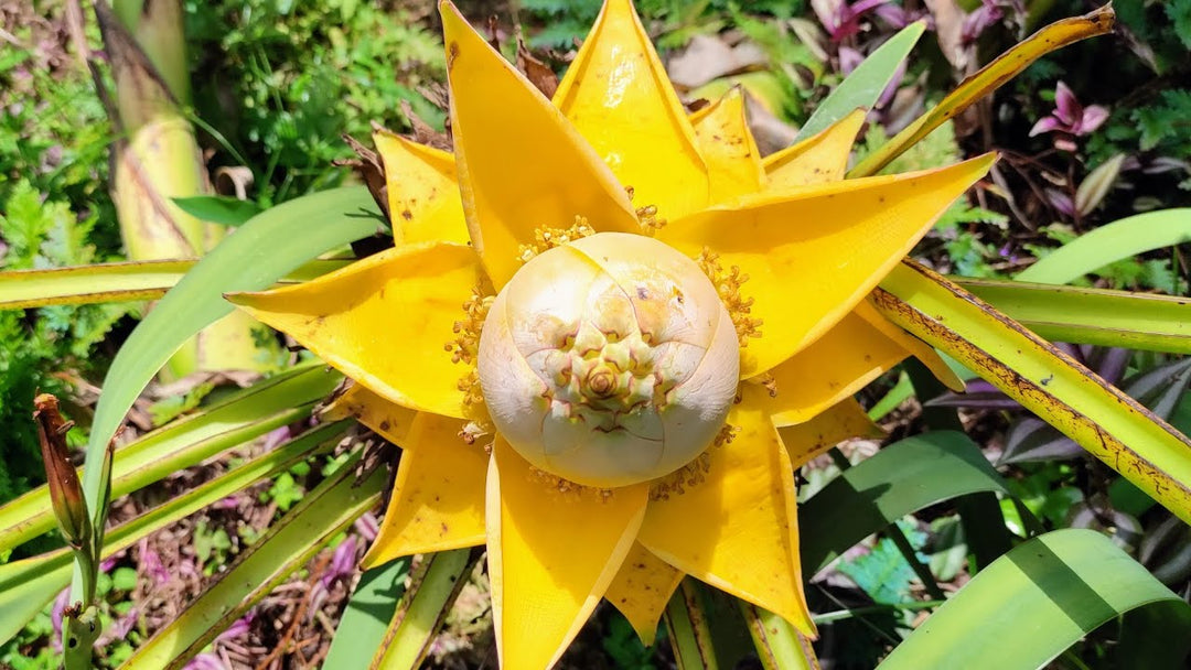 Yellow Musella Flower Seeds – Heirloom, Non-GMO, High Germination Seeds