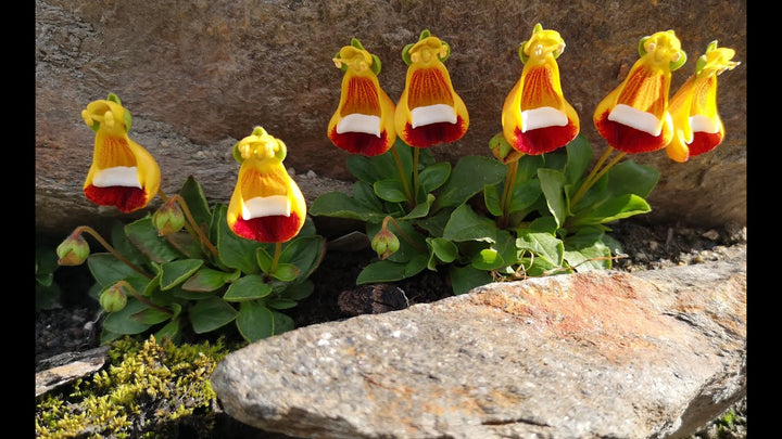 Giant Calceolaria Flower Seeds – Heirloom Non-GMO High Germination Seeds