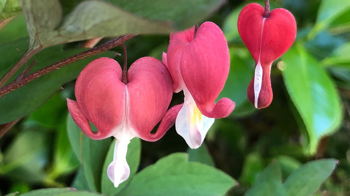 Red Lamprocapnos Flower Seeds – Heirloom, Non-GMO, High Germination Seeds