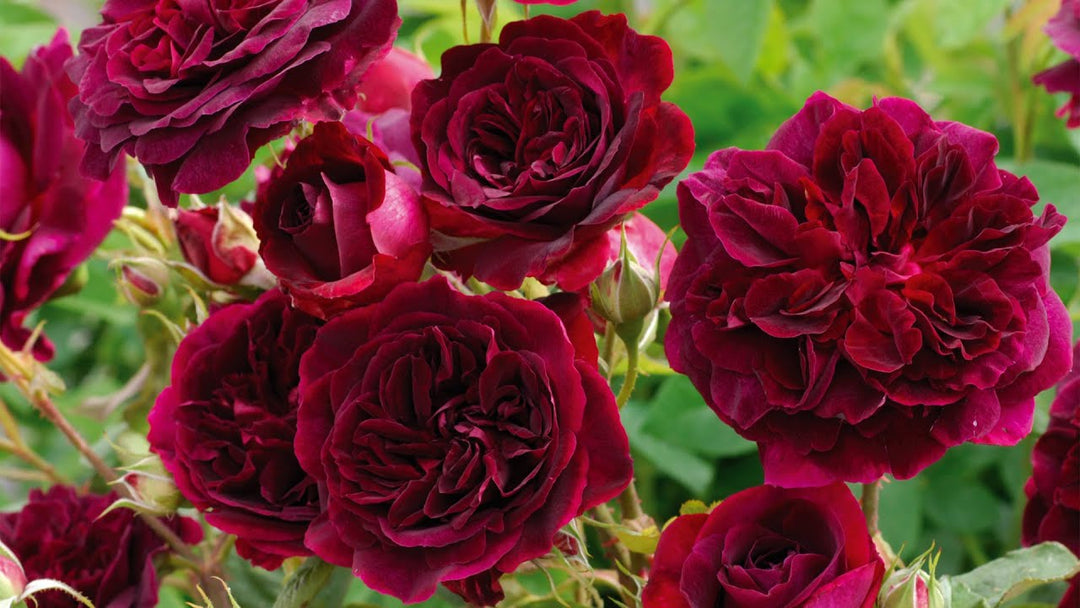 Red Rose Osiria Plant Seeds for Planting (Heirloom, Non-GMO) High Germination Organic Garden Seeds