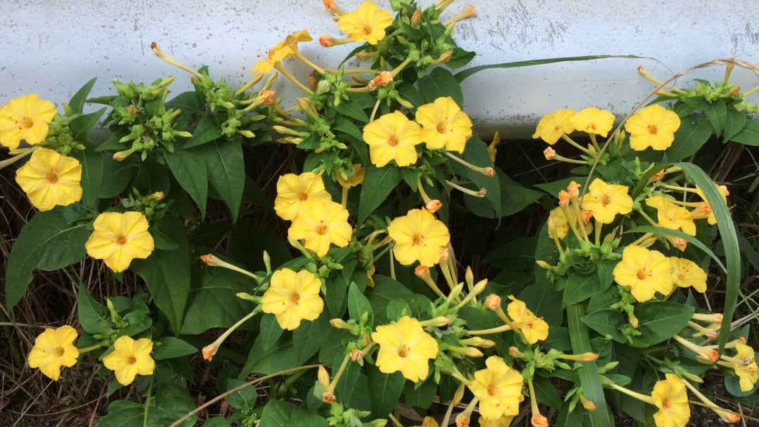 Lunaria Flower Seeds Yellow – Heirloom Non-GMO High Germination