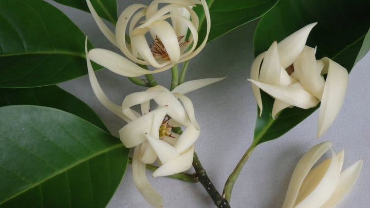 White Michelia Alba Flower Seeds – Heirloom, Non-GMO, High Germination Seeds