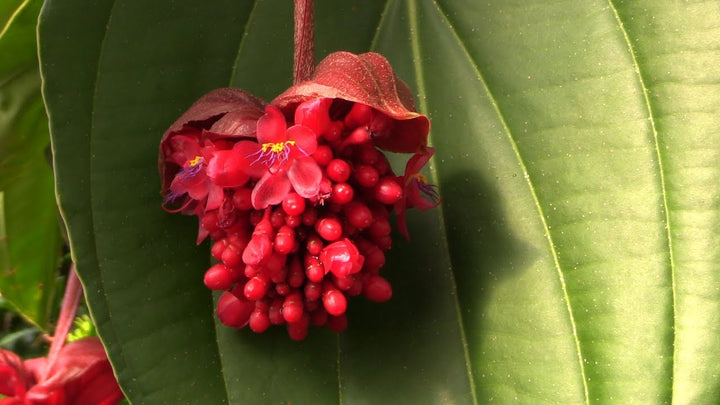 Red Medinilla Flower Seeds – Heirloom, Non-GMO, High Germination Seeds
