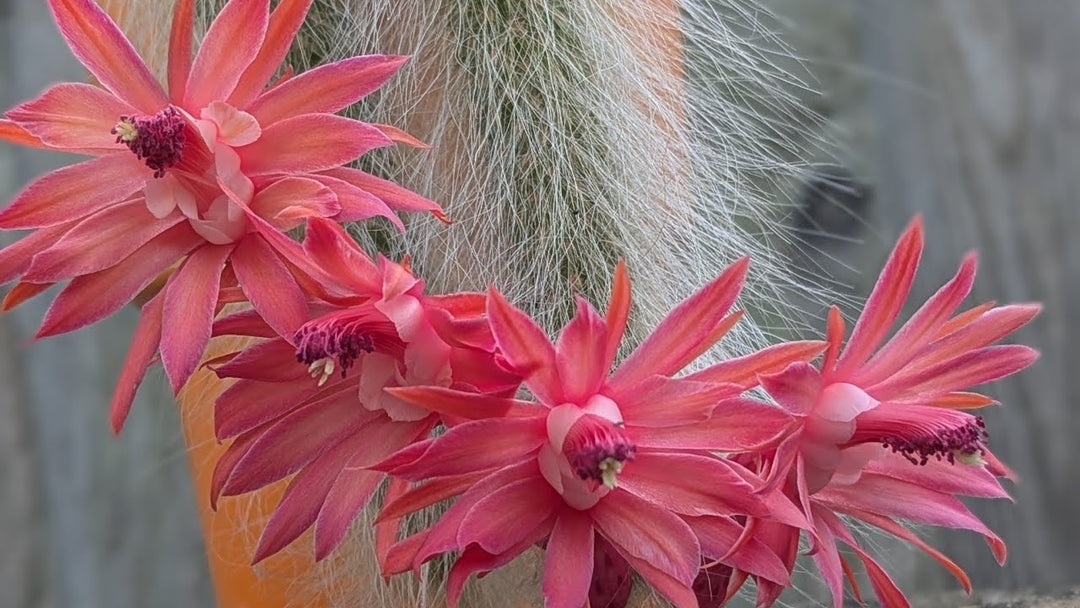 Hildewintera Colademononis Flower Seeds – Heirloom, Non-GMO Seeds