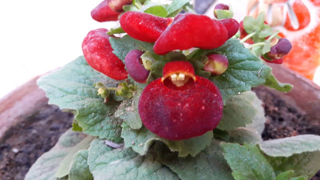 Semillas de Flor de Calibrachoa Gigante Roja – Cimiente, Sin OGM, Semillas de Alta Germinación