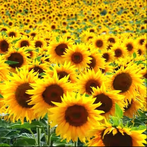 Sunflower Carrot and Daisy Grow Kit Seeds for Planting