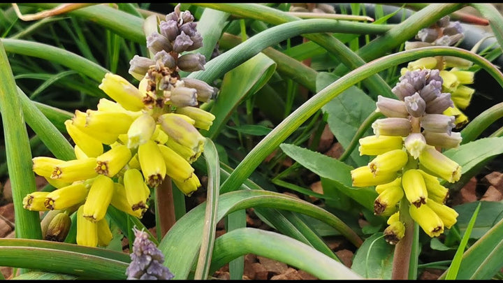 Muscari Macrocarpum Flower Seeds – Heirloom, Non-GMO, High Germination Seeds