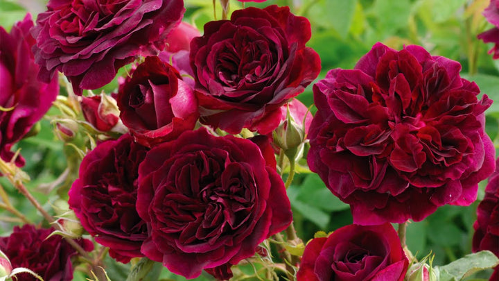 Red Osiria Rose Flower Seeds for Planting – Heirloom Non-GMO High Germination Organic Garden Seeds