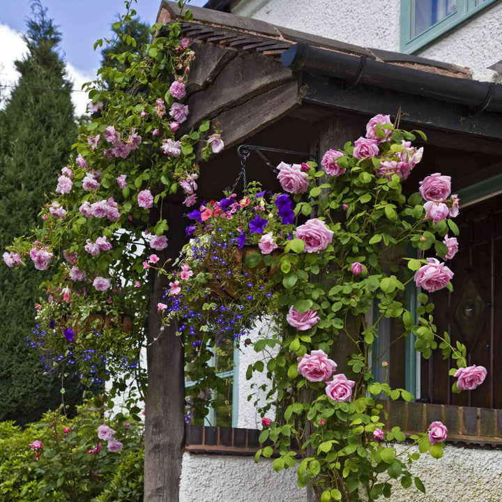 Pink Climbing Rose Flower Seeds for Planting – Heirloom Non-GMO High Germination Seeds