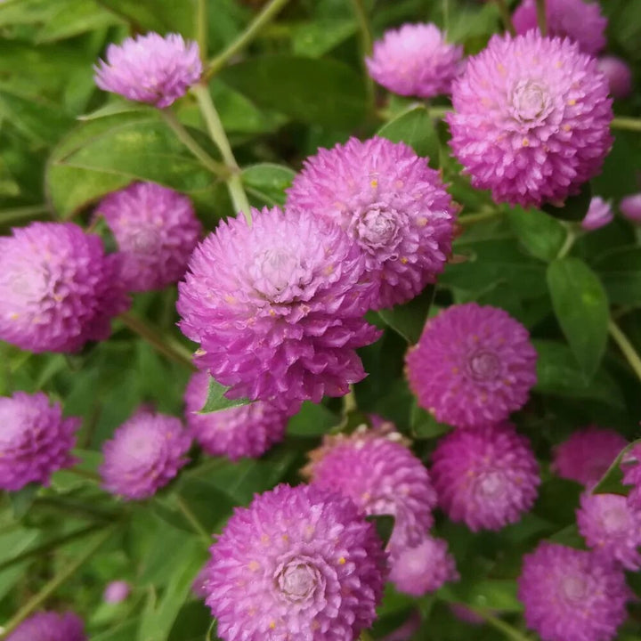Gomphrena Flower Seeds Pink – Heirloom, Non-GMO, High Germination Seeds