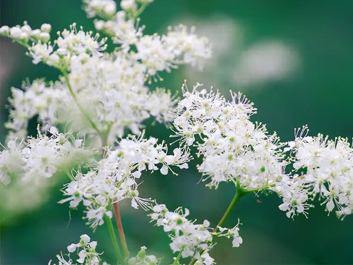 Meadowsweet Flower Seeds – Heirloom, Non-GMO, High Germination Seeds