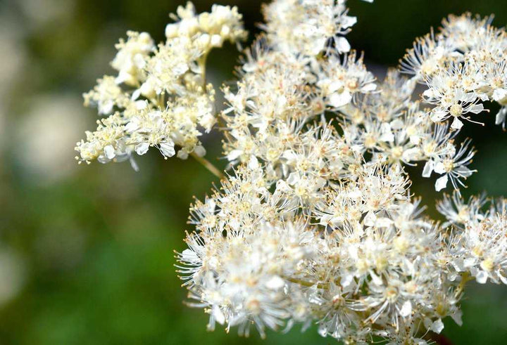 Meadowsweet Flower Seeds – Heirloom, Non-GMO, High Germination Seeds