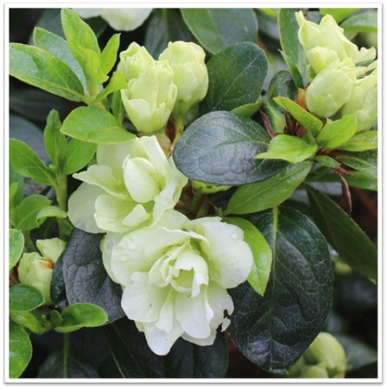 Azalea Flower Seeds Green for Planting – Heirloom Non-GMO High Germination Organic Garden Seeds