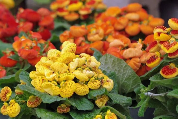 Calceolaria Herbeohybrida Flower Seeds – Heirloom, Non-GMO, High Germination Organic Seeds