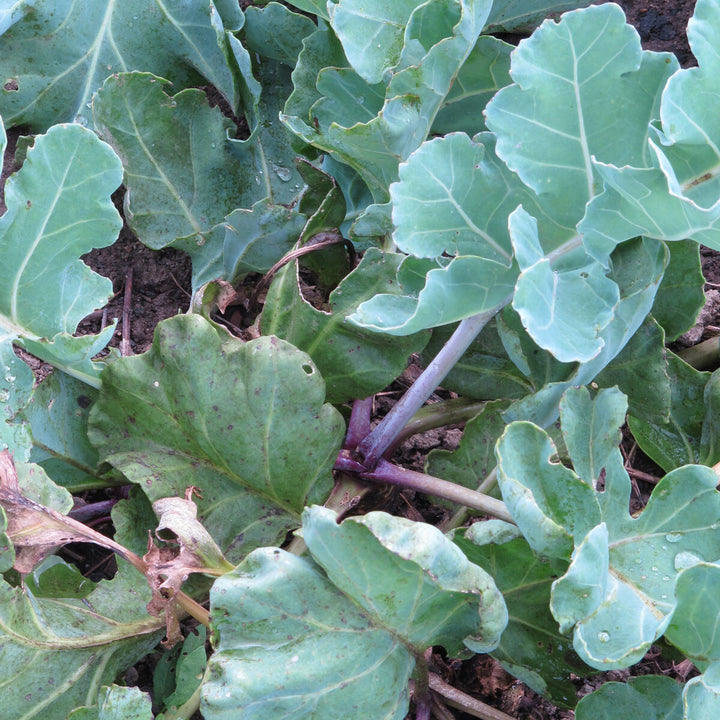 Heirloom Non-GMO Sea Kale Vegetable Seeds – High Germination Organic Garden Seeds