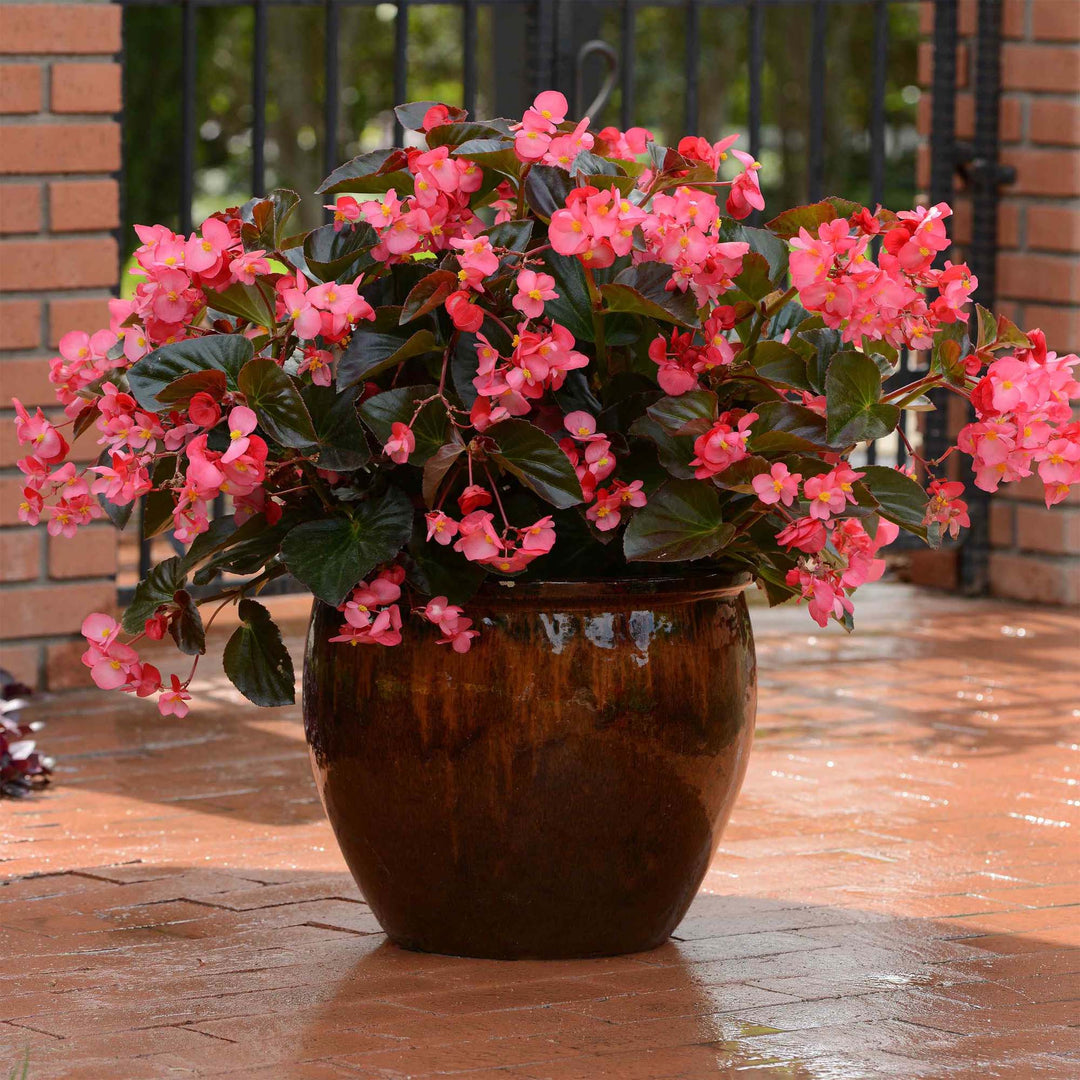 begonia hot flower seeds