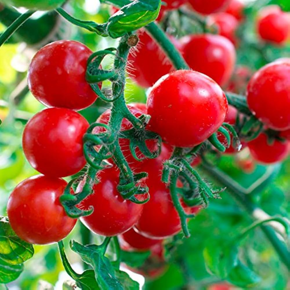meister ii flower seeds