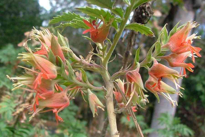 Melianthus Comosus Flower Seeds – Heirloom, Non-GMO, High Germination Seeds