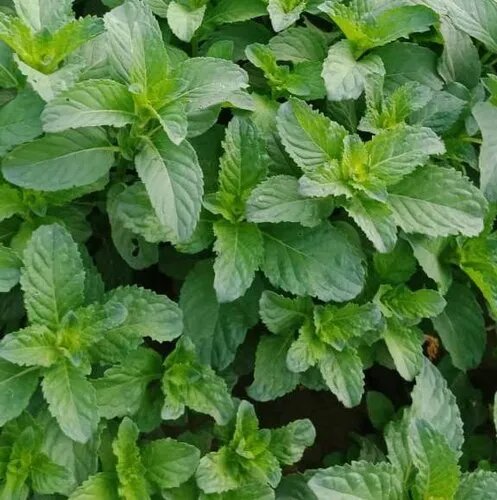 Green Mentha Arvensis Mint Herb Seeds – Heirloom, Non-GMO, High Germination Seeds