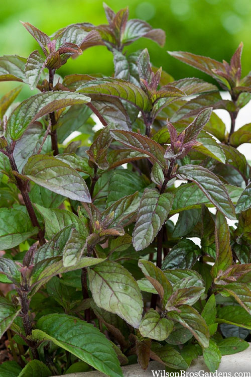 Chocolate Mint Herb Seeds for Planting – Heirloom, Non-GMO, Organic Garden Seeds, High Germination